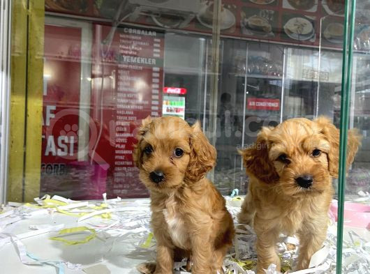 Cavapoo Sevimli Yavrular