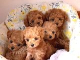 Maltipo cinsi yavrular kahve tonlu mini boy puppy 