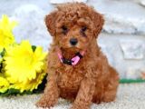 Maltipo Cinsi Yavrular Kahve Tonlu Mini Boy Puppy 