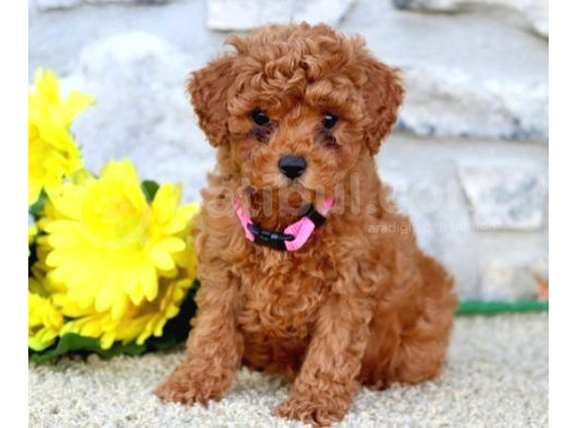 Maltipo Cinsi Yavrular Kahve Tonlu Mini Boy Puppy  görsel