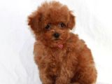 Tooy poodle cinsi kıpkırmızı Red mini Boy 