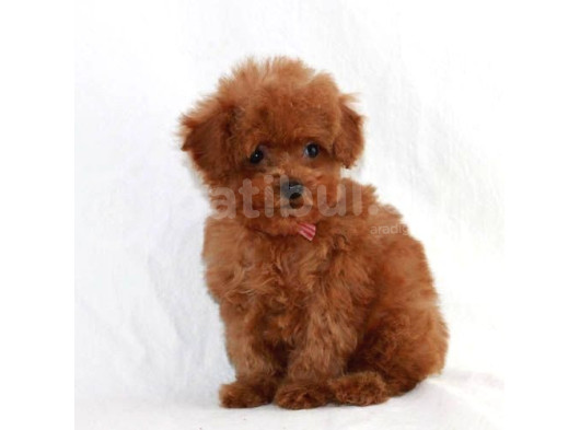 Tooy Poodle Cinsi Kıpkırmızı Red Mini Boy 