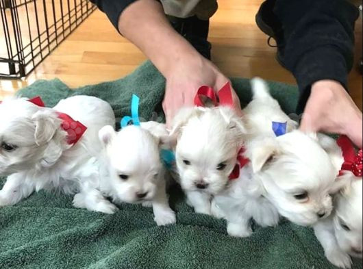 Teacup Maltese Terrier Bebekler görsel