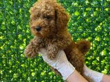 Koyu Renk Orjinal Toy Poodle Bebeğim 3 Aylık