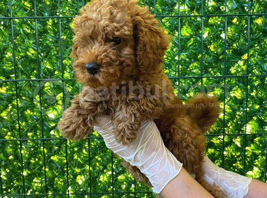 Koyu Renk Orjinal Toy Poodle Bebeğim 3 Aylık görsel