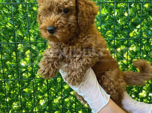 Koyu Renk Orjinal Toy Poodle Bebeğim 3 Aylık görsel