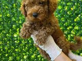 Koyu Renk Orjinal Toy Poodle Bebeğim 3 Aylık