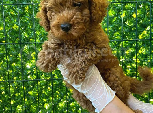 Koyu Renk Orjinal Toy Poodle Bebeğim 3 Aylık görsel
