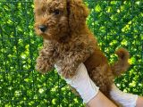 Koyu renk orjinal toy poodle bebeğim 3 aylık