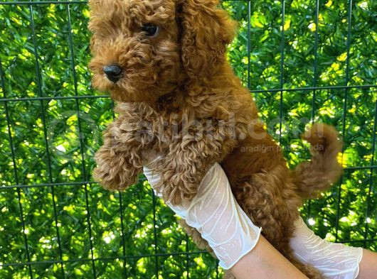 Koyu Renk Orjinal Toy Poodle Bebeğim 3 Aylık