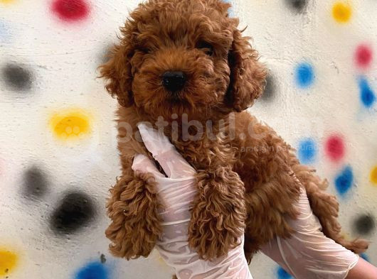 Kıvır Kıvır Orjinal Poodle Minişlerim görsel