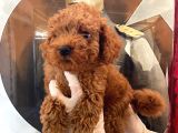 Evde Bakılan Sağlık Ve Irk Garantili Poodle Bebek