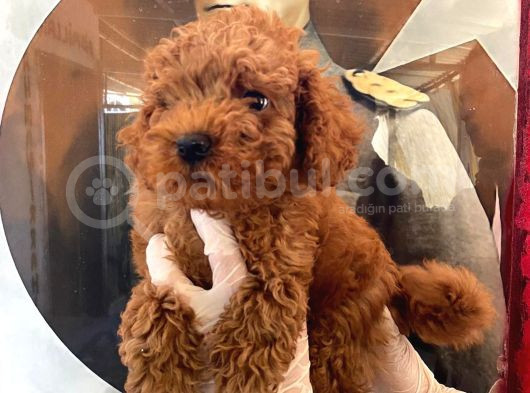 Evde Bakılan Sağlık Ve Irk Garantili Poodle Bebek görsel