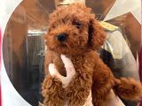 Evde Bakılan Sağlık Ve Irk Garantili Poodle Bebek