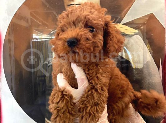 Evde Bakılan Sağlık Ve Irk Garantili Poodle Bebek görsel