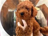 Evde Bakılan Sağlık Ve Irk Garantili Poodle Bebek