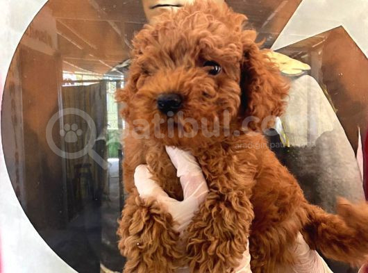 Evde Bakılan Sağlık Ve Irk Garantili Poodle Bebek görsel