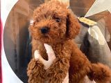 Evde bakılan sağlık ve ırk garantili poodle bebek