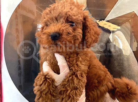 Evde Bakılan Sağlık Ve Irk Garantili Poodle Bebek
