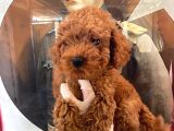 Evde Bakılan Sağlık Ve Irk Garantili Poodle Bebek