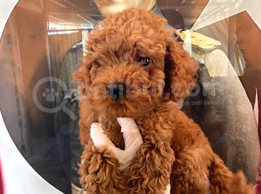 Evde Bakılan Sağlık Ve Irk Garantili Poodle Bebek görsel