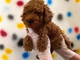 Kıvır Kıvır Orjinal Poodle Minişlerim