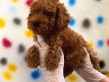 Kıvır Kıvır Orjinal Poodle Minişlerim
