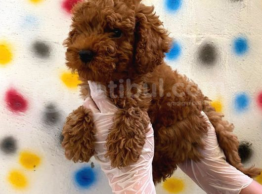 Kıvır Kıvır Orjinal Poodle Minişlerim görsel
