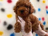 Kıvır Kıvır Orjinal Poodle Minişlerim