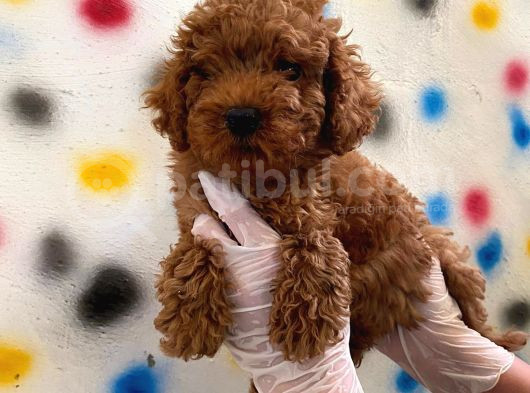Kıvır Kıvır Orjinal Poodle Minişlerim görsel