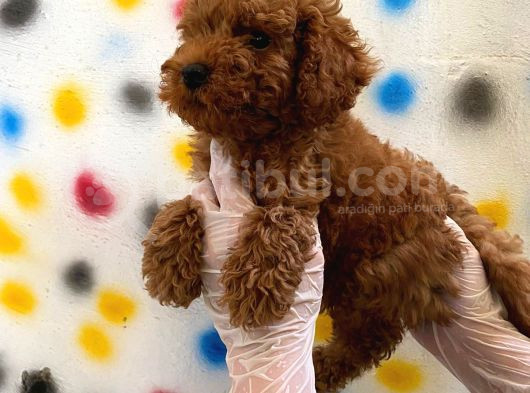 Kıvır Kıvır Orjinal Poodle Minişlerim görsel