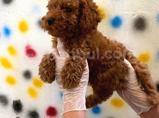 Kıvır Kıvır Orjinal Poodle Minişlerim