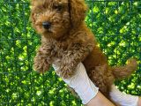 Koyu Renk Orjinal Toy Poodle Bebeğim 3 Aylık