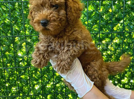 Koyu Renk Orjinal Toy Poodle Bebeğim 3 Aylık görsel