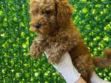 Koyu Renk Orjinal Toy Poodle Bebeğim 3 Aylık