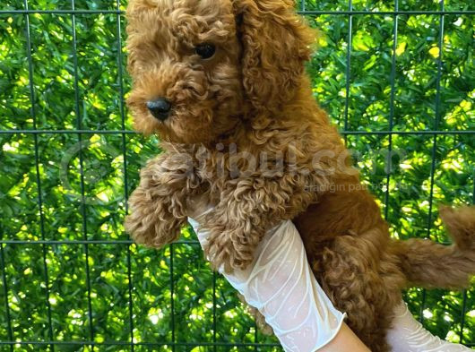 Koyu Renk Orjinal Toy Poodle Bebeğim 3 Aylık görsel