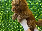 Koyu Renk Orjinal Toy Poodle Bebeğim 3 Aylık