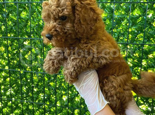Koyu Renk Orjinal Toy Poodle Bebeğim 3 Aylık görsel