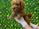 Koyu Renk Orjinal Toy Poodle Bebeğim 3 Aylık
