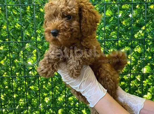 Koyu Renk Orjinal Toy Poodle Bebeğim 3 Aylık görsel