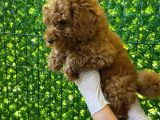 Koyu Renk Orjinal Toy Poodle Bebeğim 3 Aylık