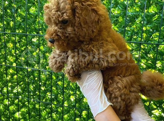 Koyu Renk Orjinal Toy Poodle Bebeğim 3 Aylık görsel