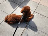 A Sınıfı Şecereli Erkek Toy Poodle