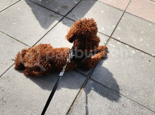 A Sınıfı Şecereli Erkek Toy Poodle görsel