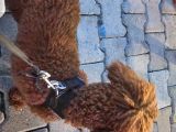 A sınıfı şecereli erkek toy poodle