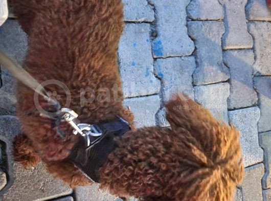 A Sınıfı Şecereli Erkek Toy Poodle