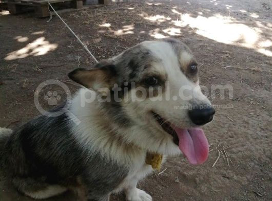 Tricolor Genç Corgi Yeni Yuvasını Arıyor