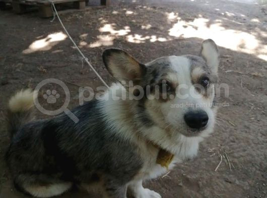 Tricolor Genç Corgi Yeni Yuvasını Arıyor görsel