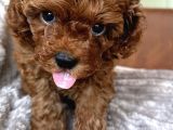 Korean Toypoodle Uygun