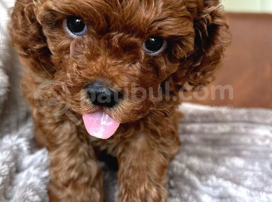 Korean Toypoodle Uygun görsel